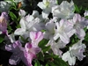 AZALEA RHODODENDRON AUDREY MARIE-GERBING SPORT Blooms RED LAVENDER STREAKS ON WHITE Zone 7b