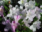 AZALEA RHODODENDRON AUDREY MARIE-GERBING SPORT Blooms RED LAVENDER STREAKS ON WHITE Zone 7b