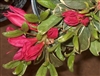 AZALEA RHODODENDRON RED LUSTER SINGLE FLOWERS BRIGHT RED COLOR WITH VARIEGATED FOLIAGE Zone 7