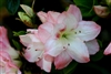 AZALEA RHODODENDRON AMY LARGE FLOWERS IN A CLUSTER OF  WHITE WITH PINK EDGES  Zone 7