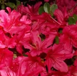 AZALEA RHODODENDRON HINODE GERI-Kurume Hybrid Blooms Red Clusters 3-4'H x 4-6'W Zone 6