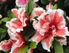 AZALEA RHODODENDRON MARDI GRAS-Southern Indica Hybrid Blooms reddish pink with pink highlights 3-4'H x 4-6'W Zone 7
