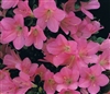 AZALEA RHODODENDRON MOMO NO HARU-Satsuki Hybrid 1" Star-shapped Dark Pink Blooms Low growing late season blooms Zone 7