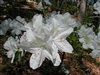 AZALEA RHODODENDRON IRISH CREAM-Holly Springs Hybrid Lg White Blooms Yellowish-Green Bloches Low growing Zone 6b
