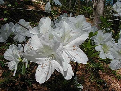 AZALEA RHODODENDRON IRISH CREAM-Holly Springs Hybrid Lg White Blooms Yellowish-Green Bloches Low growing Zone 6b