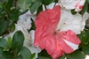 AZALEA RHODODENDRON ASTRONAUT-Holly Springs Hybrid Lg White to Pink Blooms Zone 6b