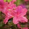 AZALEA RHODODENDRON INDICA-PRIDE OF MOBILE-CLUSTERS OF PINK WITH RED SPLOCHES BLOOMS Zone 8