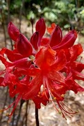 AZALEA RHODODENDRON PINK RUFFLES-LARGE CLUSTERS OF FRILLED DOUBLE