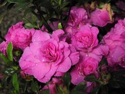 AZALEA RHODODENDRON AMELIA ROSE-Aromi Group Hybrid-Clusters of Double Pink Blooms Zone 6b