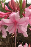 AZALEA RHODODENDRON SPRING SENSATION-Aromi Group Hybrid-Clusters of Double Pink Blooms Zone 5