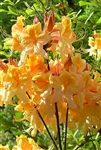 AZALEA RHODODENDRON DANCING RABBIT-Aromi Group Hybrid-Clusters of Golden to Orange Red Spicy Fragrant Blooms Zone 6A