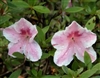 AZALEA RHODODENDRON LADY CAVENDISH-Southern Indica Hybrid-Single Blooms of Pink and White Zone 7