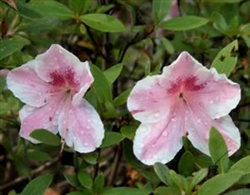 AZALEA RHODODENDRON LADY CAVENDISH-Southern Indica Hybrid-Single Blooms of Pink and White Zone 7