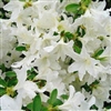 AZALEA RHODODENDRON GLACIER- Single and Clusters of White blooms with Slight Green Throat Zone 8