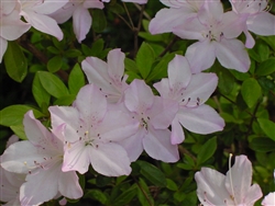 AZALEA RHODODENDRON RIVERMIST-Harris Hybrid Large White Faded to Violet Edges Zone 7