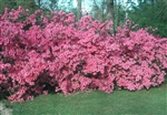 AZALEA RHODODENDRON INDICA-FISHER PINK-CLUSTERS OF PINK BLOOMS Zone 8