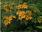 NATIVE RHODODENDRON AZALEA CALENDULACEUM 'YELLOW GOLDEN FLAME' YELLOW BLOOMS Zone 5