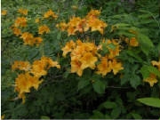 NATIVE RHODODENDRON AZALEA CALENDULACEUM 'YELLOW GOLDEN FLAME' YELLOW BLOOMS Zone 5