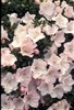 AZALEA RHODODENDRON TSUKI-NO-SHIMO-Satsuki Hybrid Blooms White with Reddish Faded Edges and Throughout  Zone 7