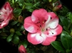 AZALEA RHODODENDRON KOBAI #2- Single Blooms of Pink with White Blush Zone 6