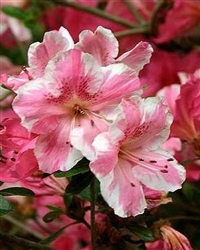 AZALEA RHODODENDRON CONVERSATION PIECE- Single and Clusters of White and Pink blooms Zone 6