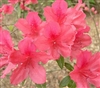AZALEA RHODODENDRON PRESIDENT CLAEYS- Salmon Red Edged White with Rose-Crimson Spotting Blooms Zone 7