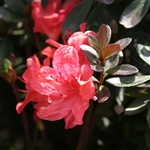 AZALEA RHODODENDRON INDICA-FASHION-CLUSTERS OF ORANGE RED BLOOMS Zone 6