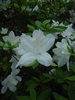 AZALEA RHODODENDRON SOUTHERN INDICA-G. G. GERBING-CLUSTERS OF WHITE BLOOMS Zone 7