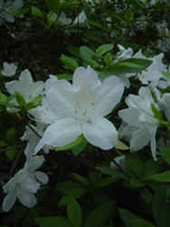 AZALEA RHODODENDRON SOUTHERN INDICA-G. G. GERBING-CLUSTERS OF WHITE BLOOMS Zone 7