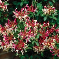 NATIVE RHODODENDRON AZALEA MARYDEL ATLANTICUM  ZONE 5