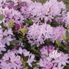 NATIVE RHODODENDRON AZALEA 'ENGLISH ROSEUM' LAVENDER TO  LIGHT PINK BLOOMS Zone 5