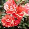 Knockout Rose Double Knockout CORAL ZONE 5
