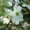 DOGWOOD WHITE FLOWERING-Cornus florida-SINGLE WHITE BLOOMS RED BERRIES  Zone: 5