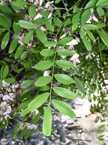 Rain Catcher Austin - Eves necklace a spineless shrub or tree, bears  light-green, graceful leaflets and fragrant, pink, wisteria-like blooms.  Check out all the details and information at Lady Bird Johnson Wildflower