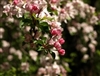 CRABAPPLE NATIVE AMERICAN CRABAPPLE-Malus- WHITE TO PINK TO WHITE/PINK COMBO BLOOMS Z 3