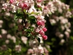 CRABAPPLE NATIVE AMERICAN CRABAPPLE-Malus- WHITE TO PINK TO WHITE/PINK COMBO BLOOMS Z 3