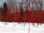 RED OSIER DOGWOOD-Cornus sericea-stolonifera-White Cluster Blooms Red Berries  Zone: 3