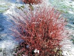 Cornus sericea (Red osier dogwood), cluster of white berries on