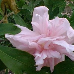 ALTHEA-Hibiscus syriacus ' DOUBLE PINK' or Rose of Sharon  Z 5