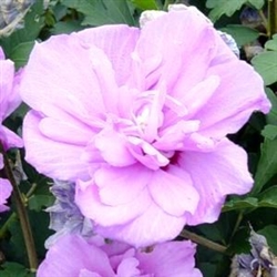 ALTHEA-Hibiscus syriacus ' DOUBLE PURPLE' or Rose of Sharon    Z 5