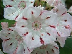 MOUNTAIN LAUREL AMERICAN-Kalmia latifolia-Clusters of Pink and White  Z 4