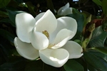 MAGNOLIA SOUTHERN MAGNOLIA-Magnolia grandiflora-Creamy White Fragrant Bloom Zone 5