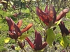 MAGNOLIA BLACK BEAUTY-Magnolia x brooklynensis 'Black Beauty' Black to Dark Purple Blooms  Zone 4b