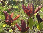 MAGNOLIA BLACK BEAUTY-Magnolia x brooklynensis 'Black Beauty' Black to Dark Purple Blooms  Zone 4b