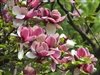 MAGNOLIA STELLATA- â€˜SUSANâ€™ Fragrant PURPLE/RED/WHITE BLOOM  Z 5