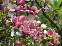 MAGNOLIA STELLATA- â€˜SUSANâ€™ Fragrant PURPLE/RED/WHITE BLOOM  Z 5