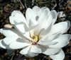 MAGNOLIA STELLATA CENTENNIAL- â€˜STAR MAGNOLIAâ€™ Large Fragrant White Double Bloom Z 4