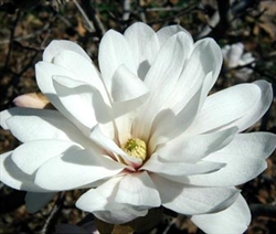 MAGNOLIA STELLATA CENTENNIAL- â€˜STAR MAGNOLIAâ€™ Large Fragrant White Double Bloom Z 4