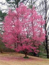 CHERRY FLOWERING CHERRY OKAME-Prunus x incamp 'Okame' SINGLE PINK BLOOMS Zone: 6