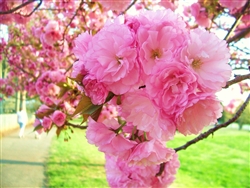 CHERRY FLOWERING CHERRY KWANZAN-Prunus 'Kwanzan' DOUBLE PINK BLOOMS  Zone: 5